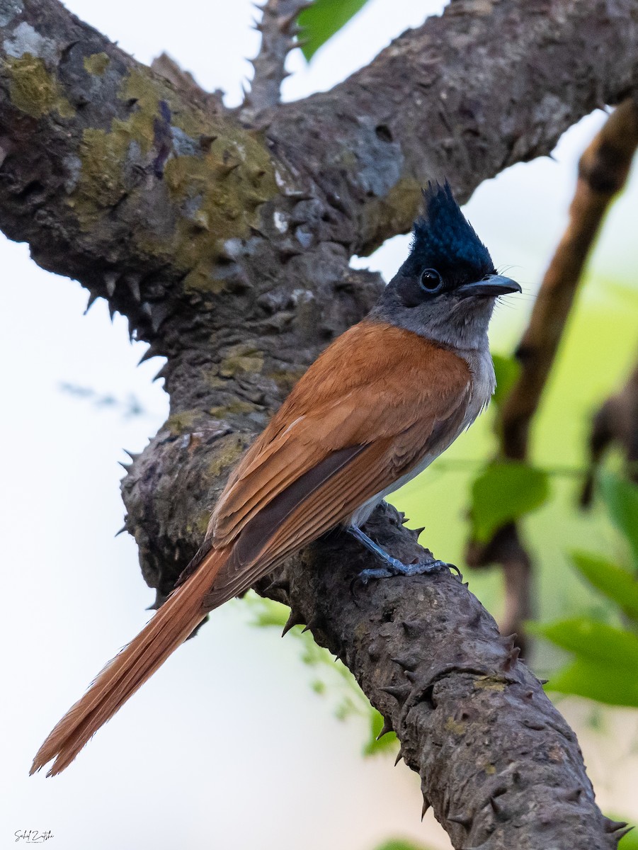 Indian Paradise-Flycatcher - ML435357961