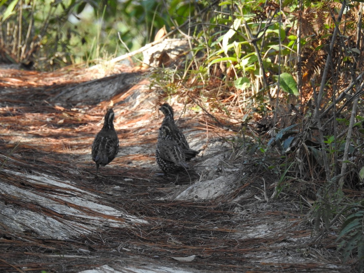 Crested Bobwhite (Spot-bellied) - ML435359371