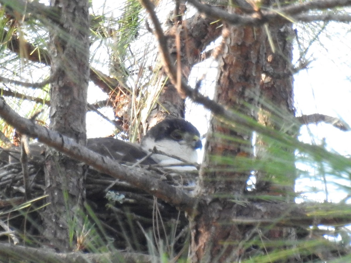 Sharp-shinned Hawk (White-breasted) - ML435359621