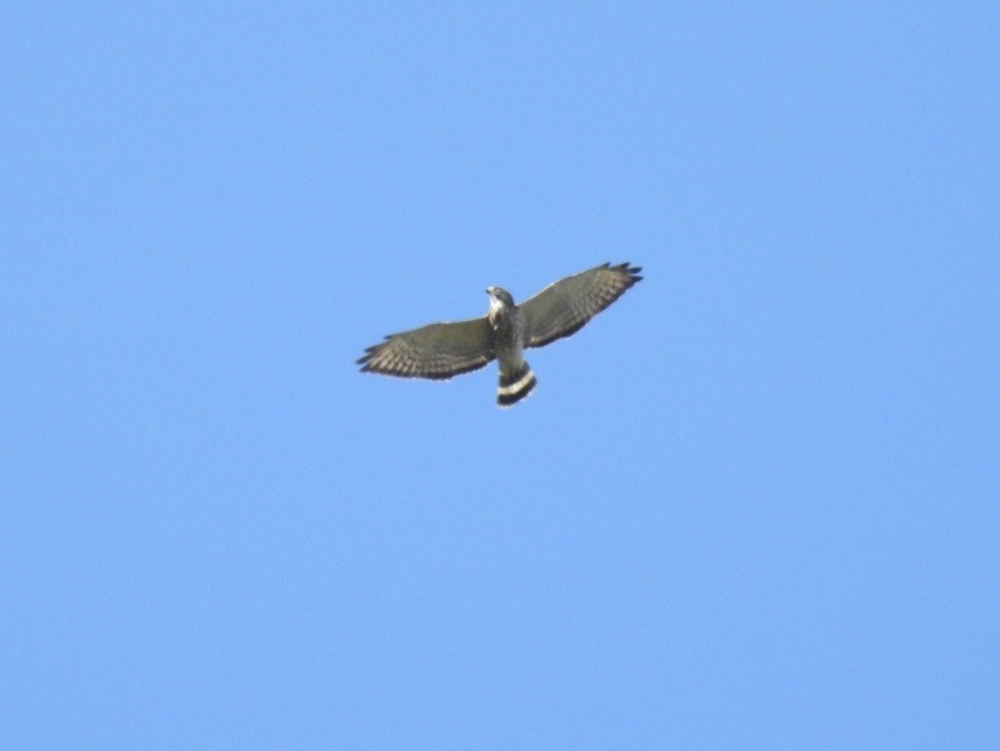 Broad-winged Hawk - Francisco Dubón