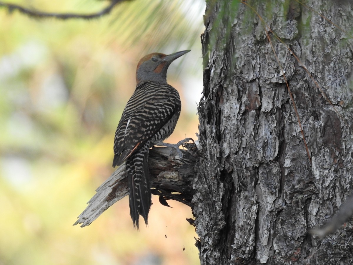 Northern Flicker (Guatemalan) - ML435359761