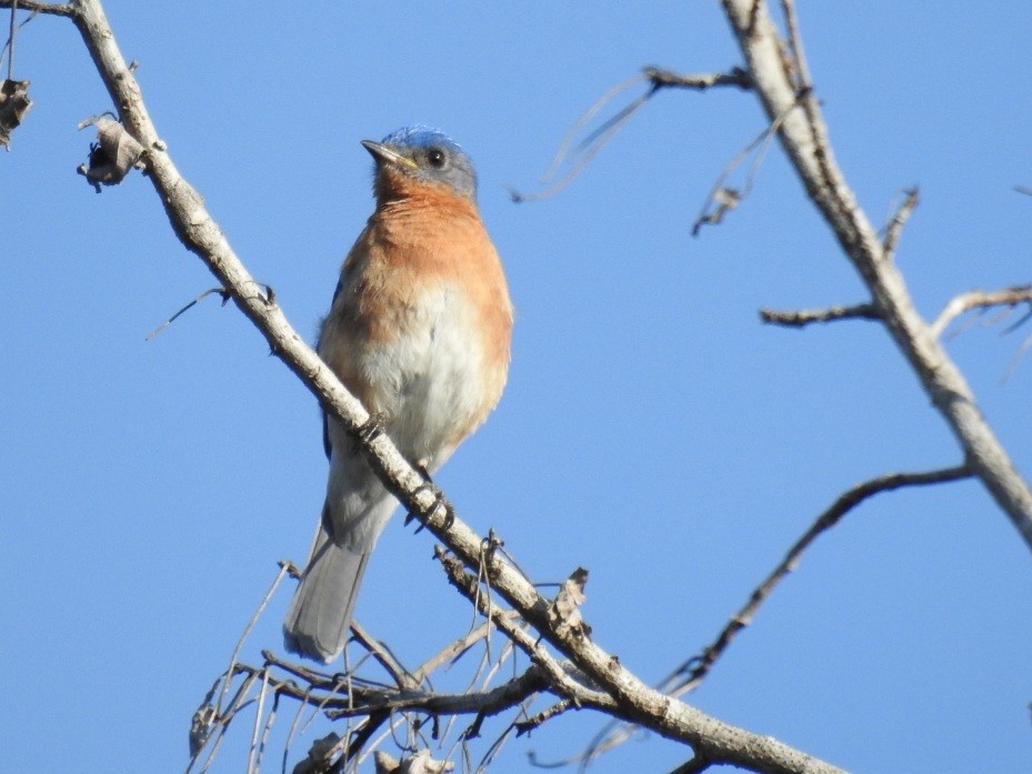 Eastern Bluebird - ML435359841