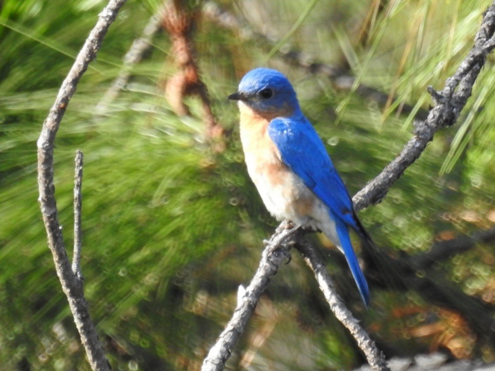 Eastern Bluebird - ML435359851