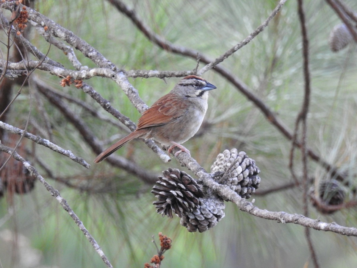 Rusty Sparrow - ML435359961