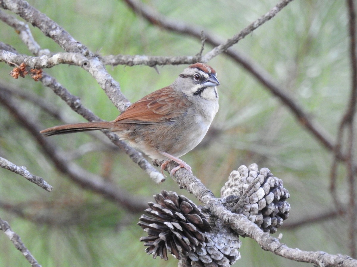 Rusty Sparrow - ML435359981