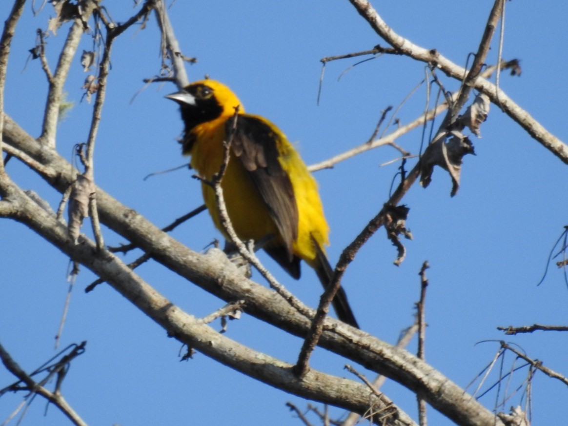 Yellow-backed Oriole - ML435360031