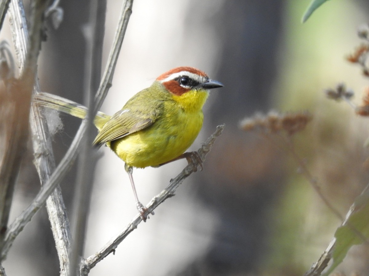 Chestnut-capped Warbler - ML435360121