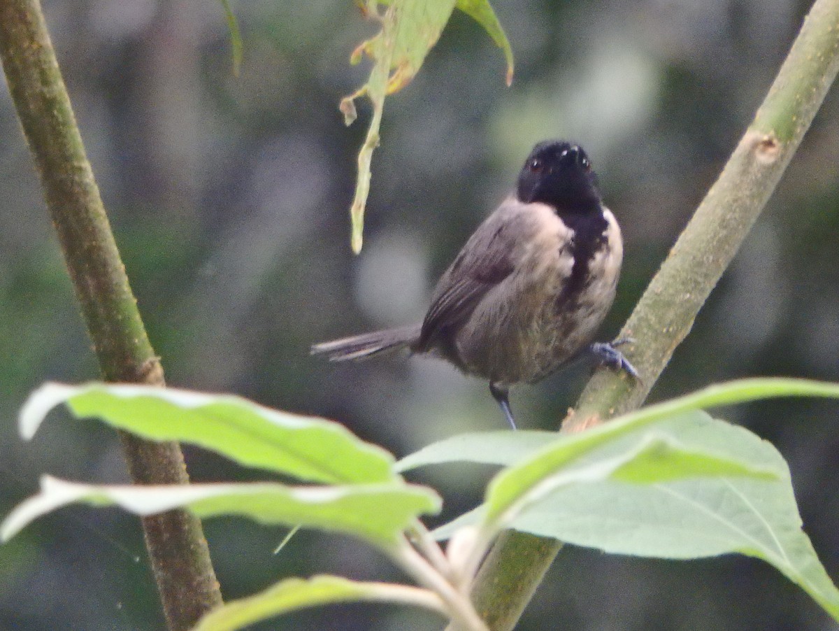 Black-faced Rufous-Warbler - ML43536171