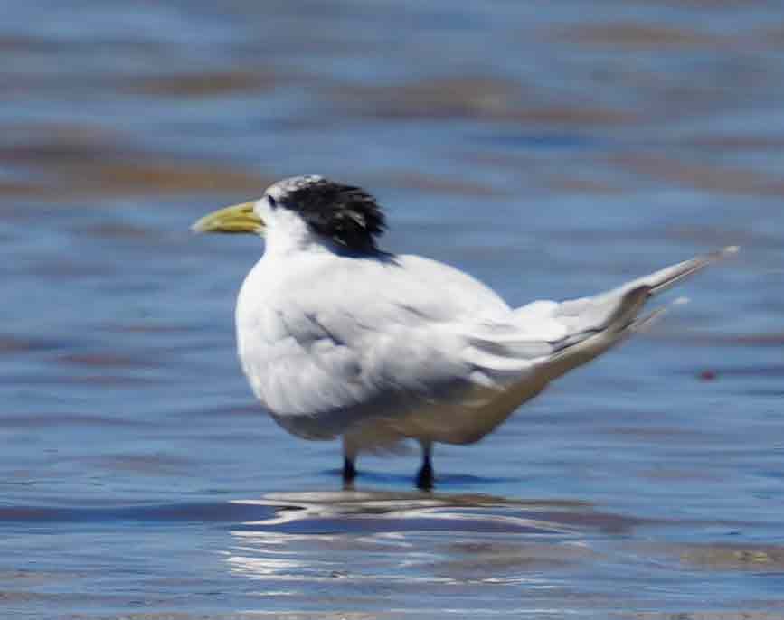 Great Crested Tern - ML435361981