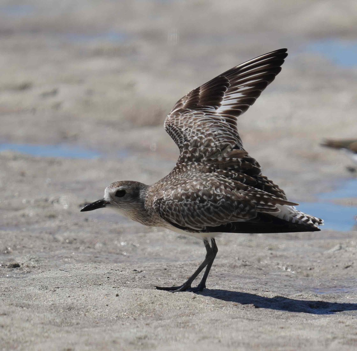 Black-bellied Plover - ML435362121