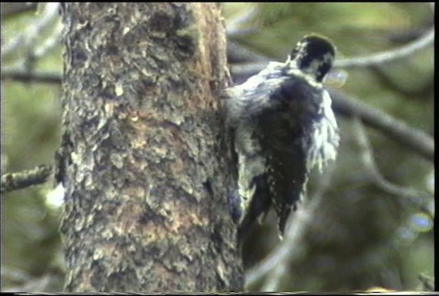 American Three-toed Woodpecker - ML435363