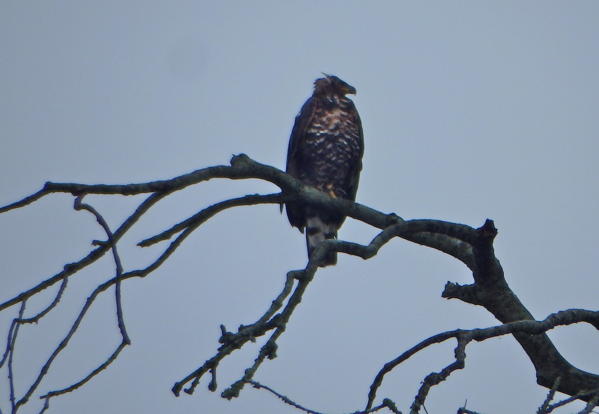 Crowned Eagle - ML43536371