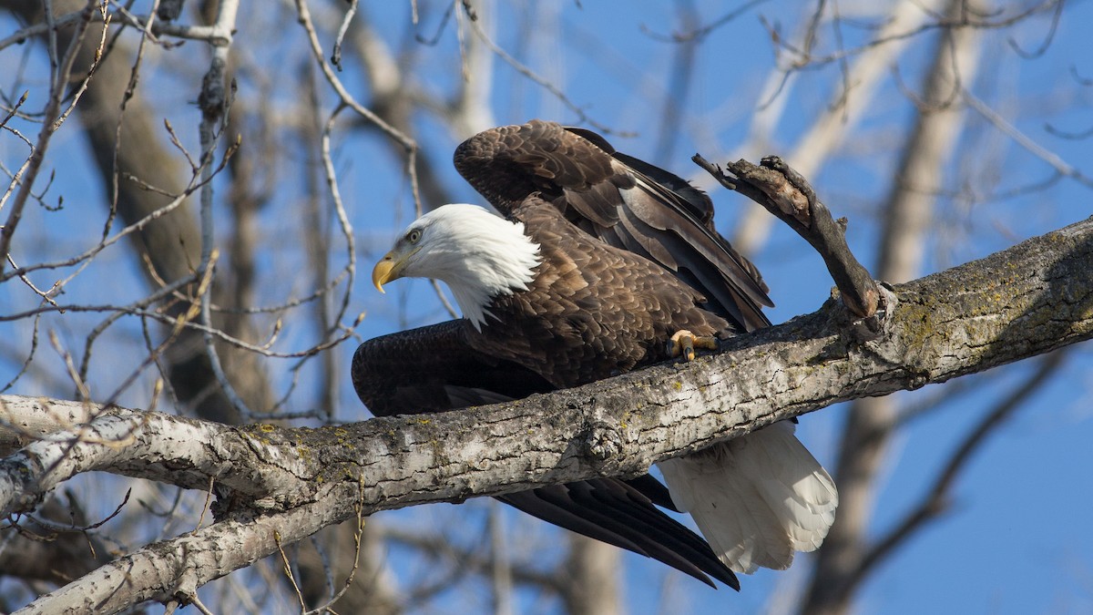 Bald Eagle - ML435363851