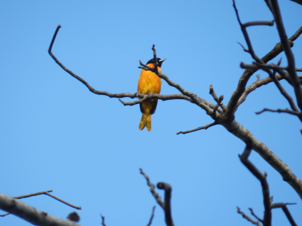 Baltimore Oriole - ML435364021