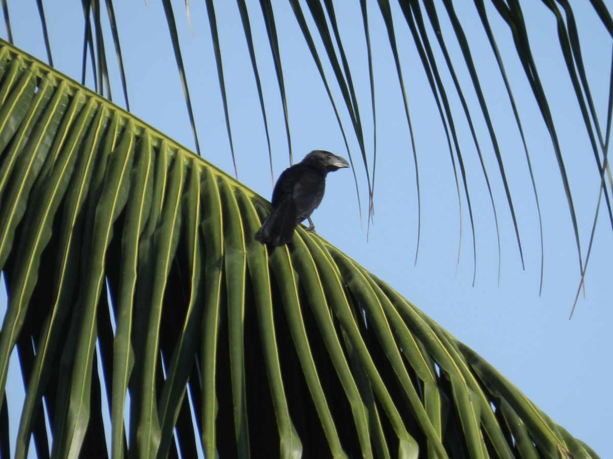 Groove-billed Ani - ML435364251