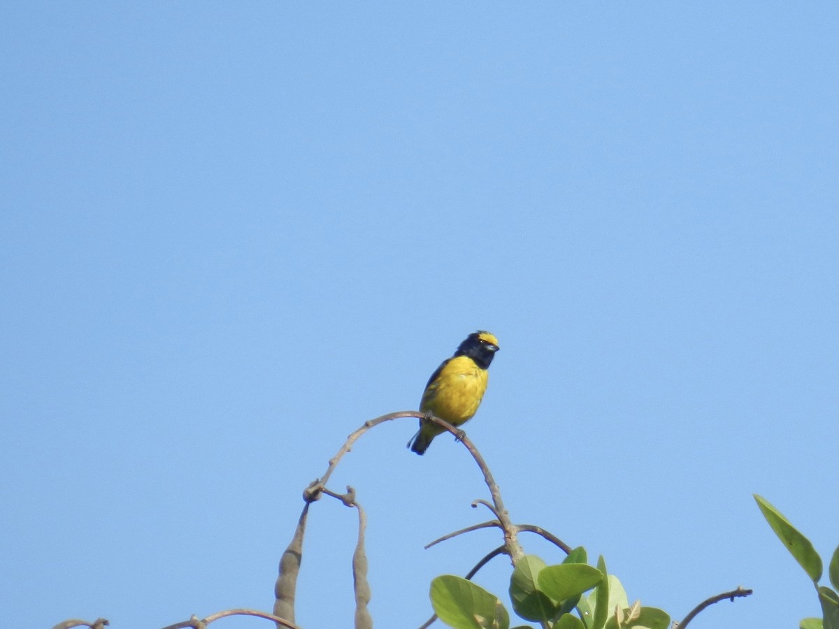 Scrub Euphonia - ML435364281