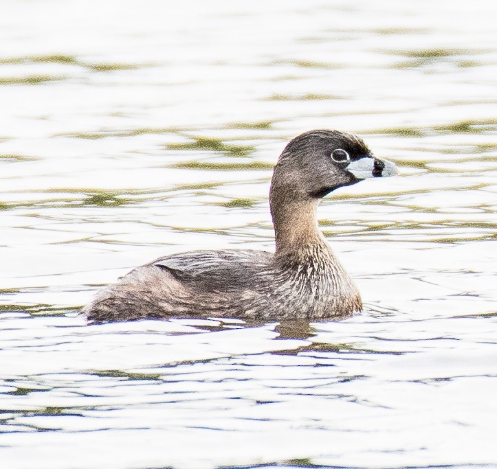 Pied-billed Grebe - ML435364381