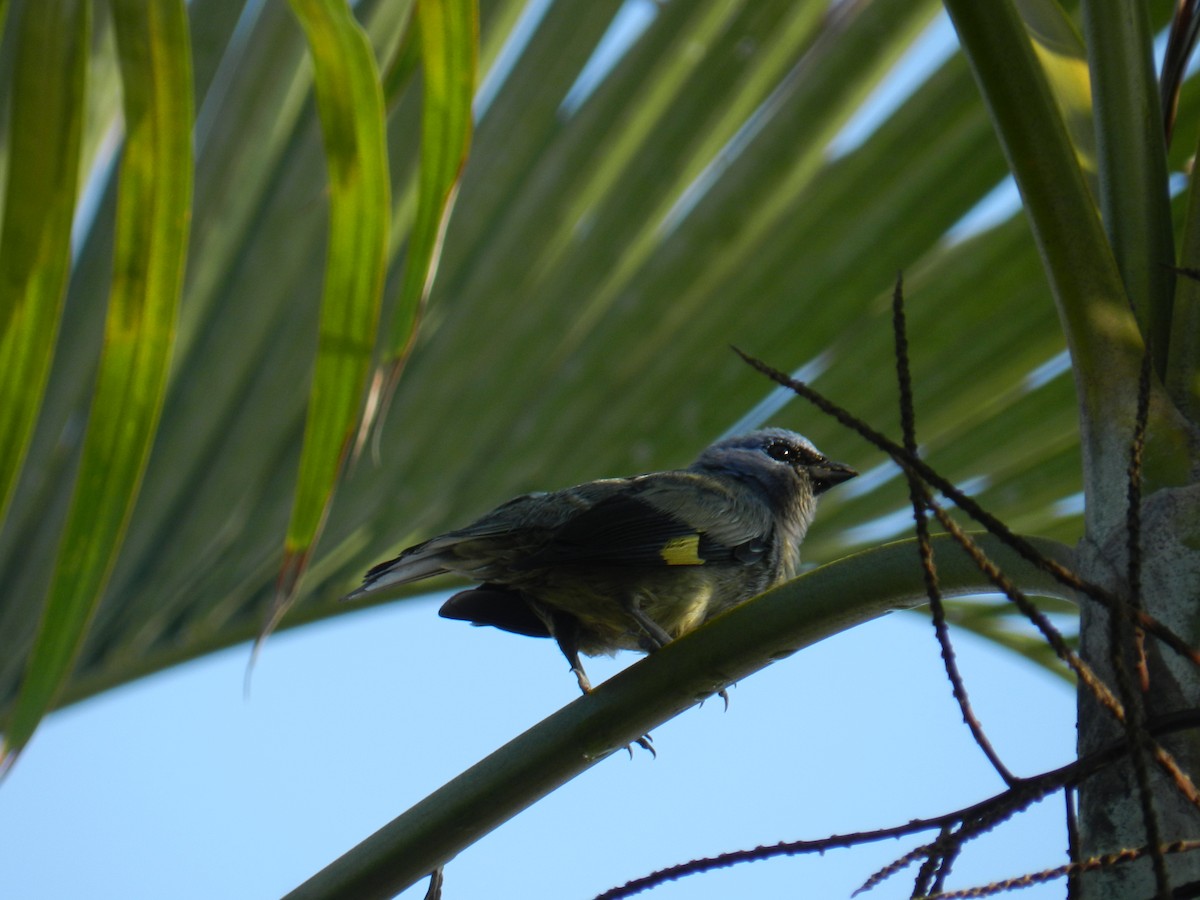 Yellow-winged Tanager - ML435364441