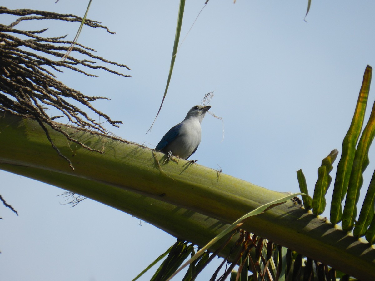 Blue-gray Tanager - ML435364491