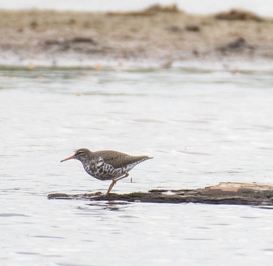 Spotted Sandpiper - ML435364521