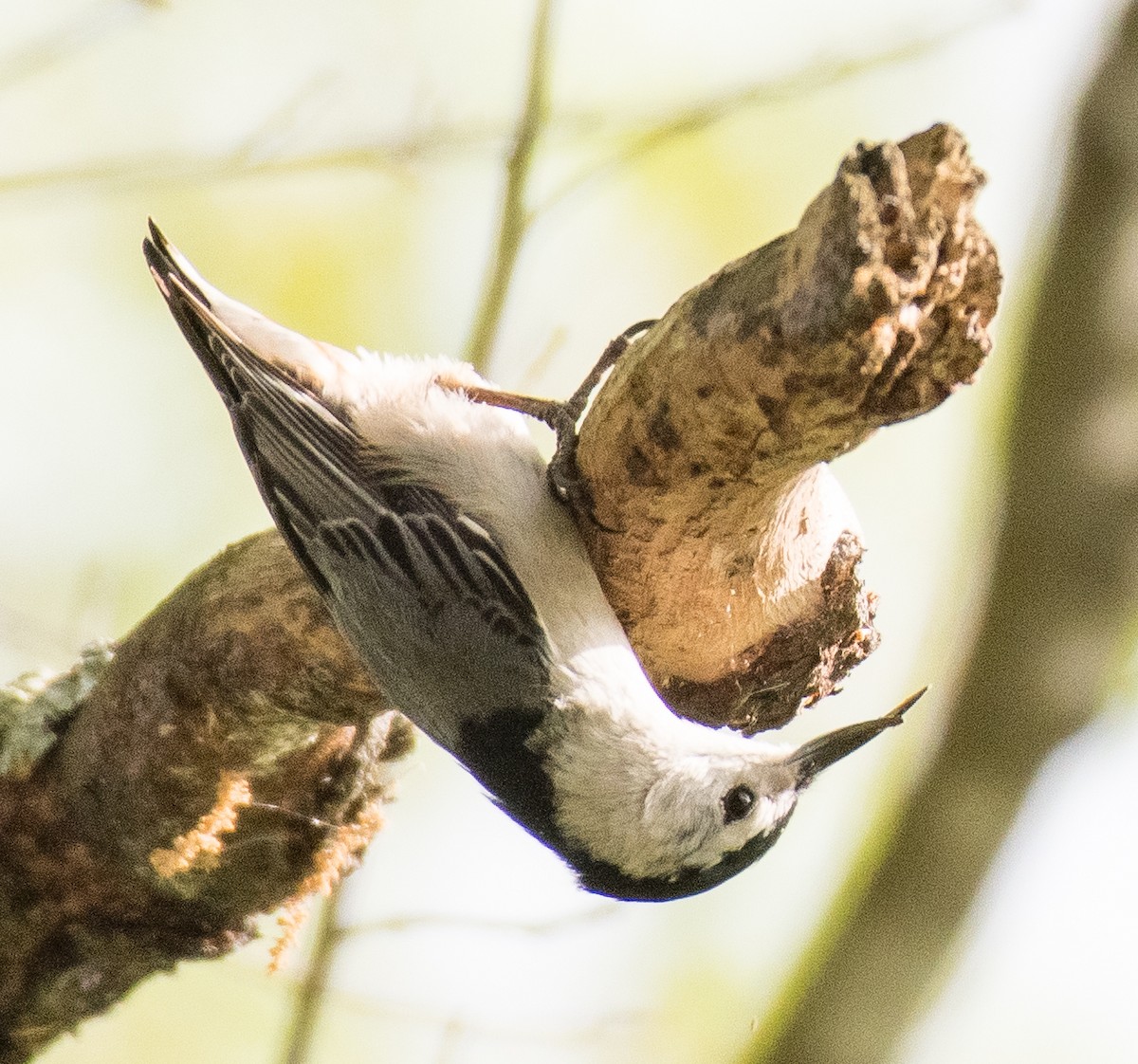 White-breasted Nuthatch - ML435364671