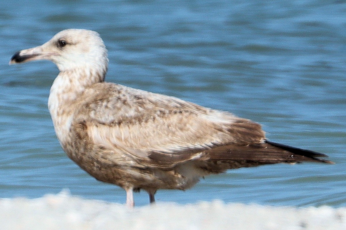 Herring Gull - James Boughton