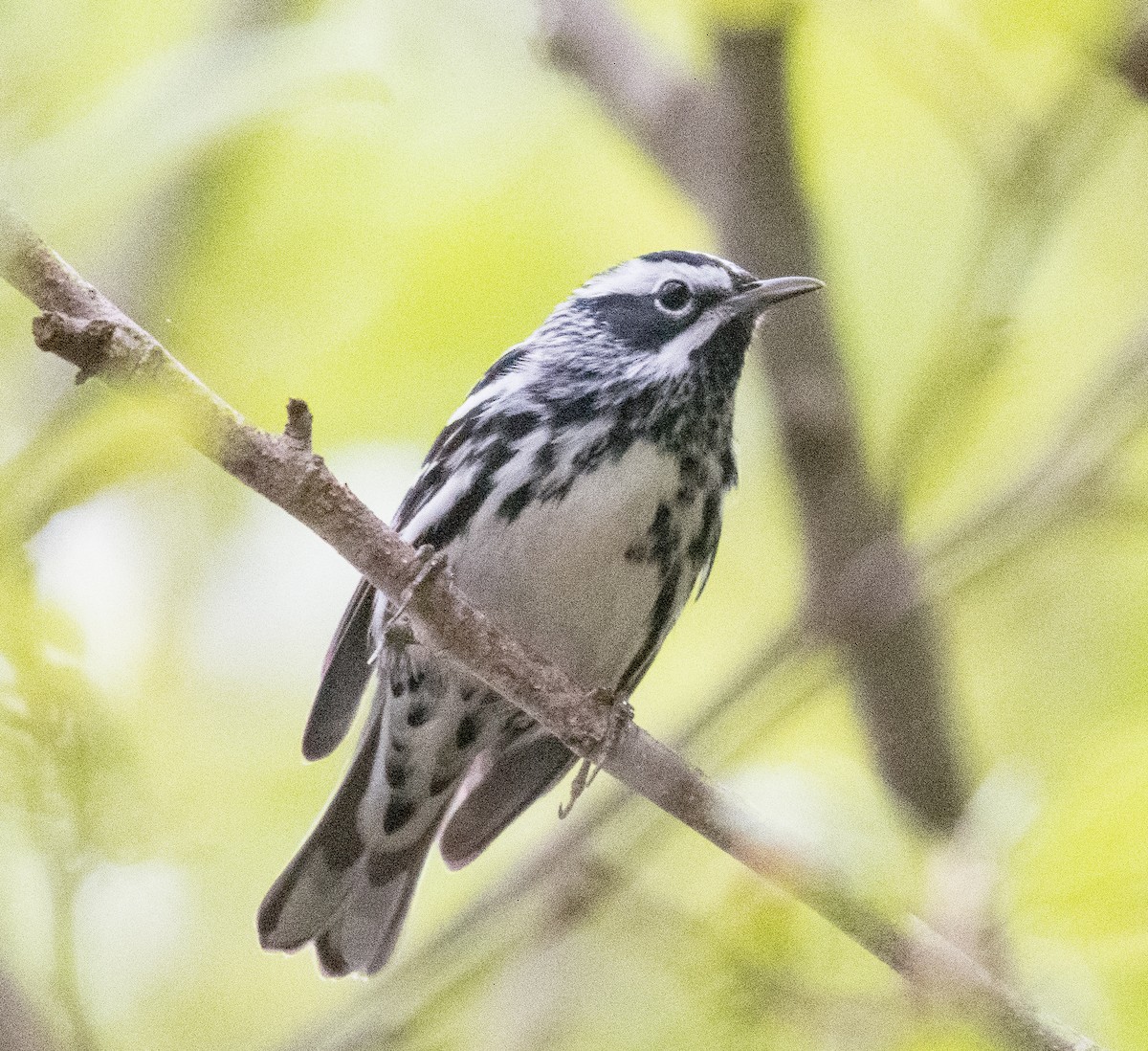 Black-and-white Warbler - ML435364901