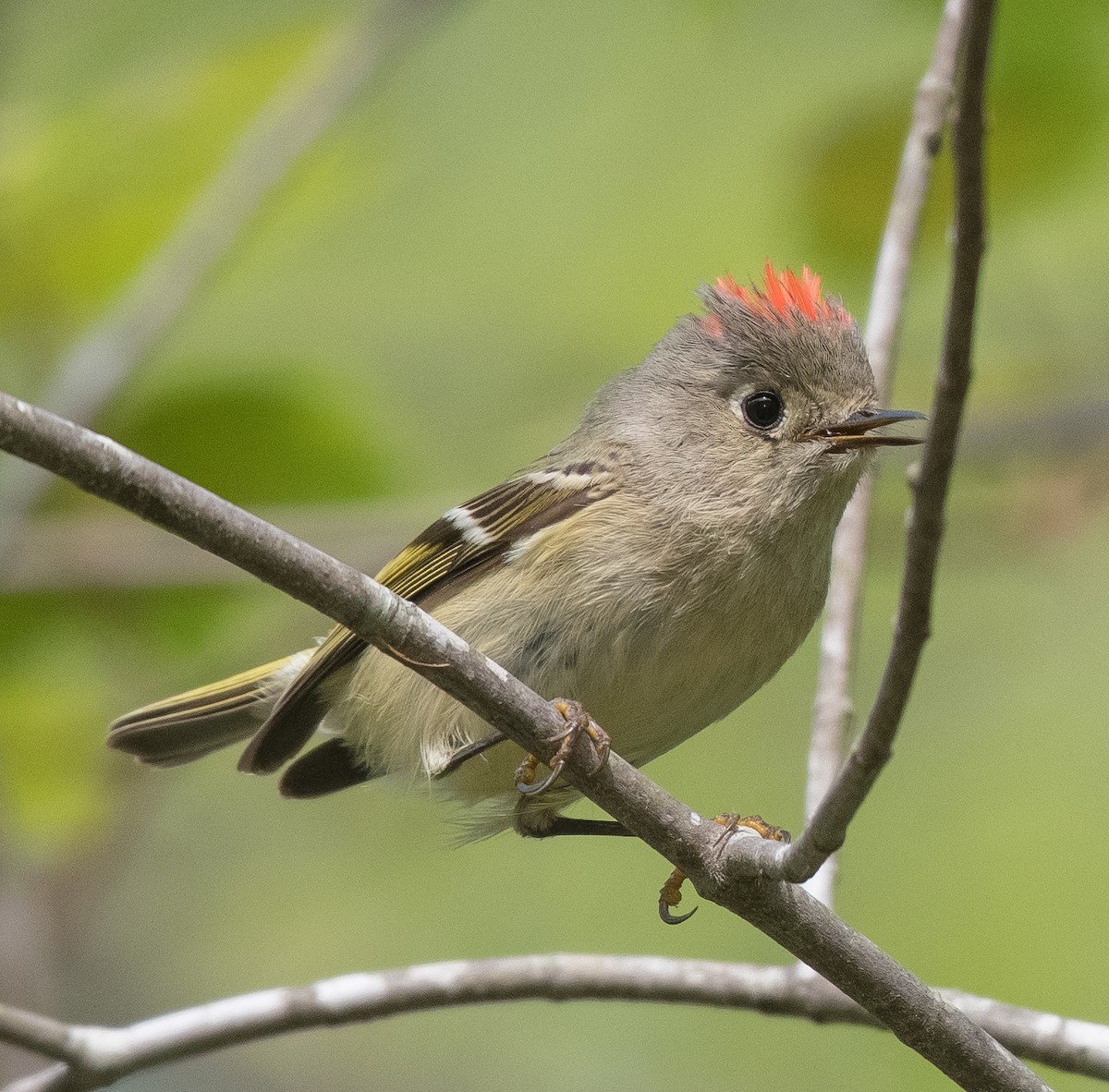 Ruby-crowned Kinglet - ML435364981