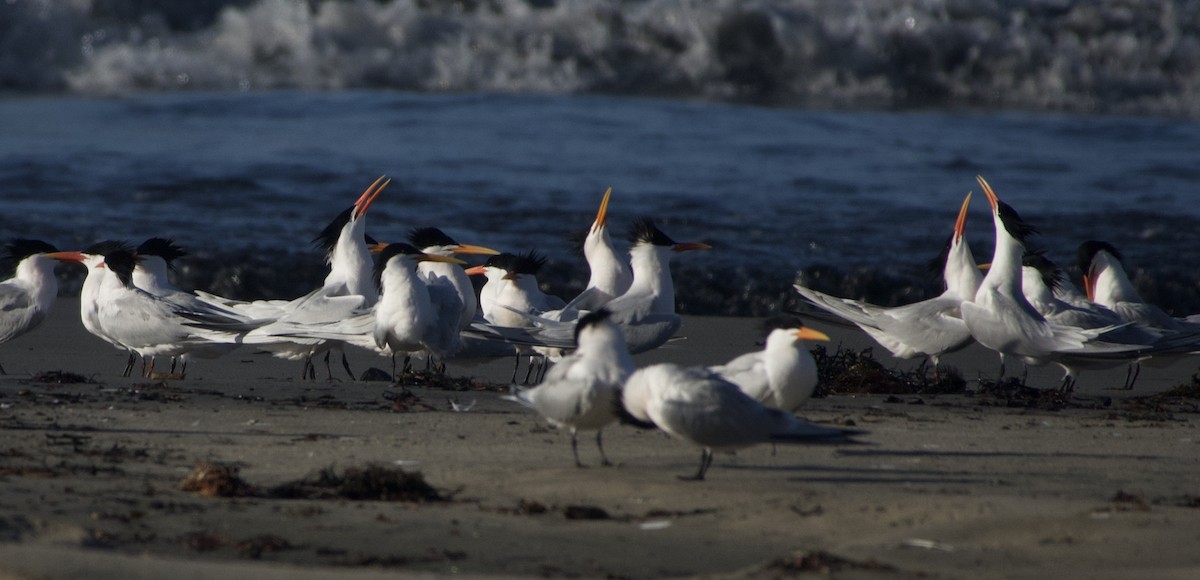 Elegant Tern - ML435365321