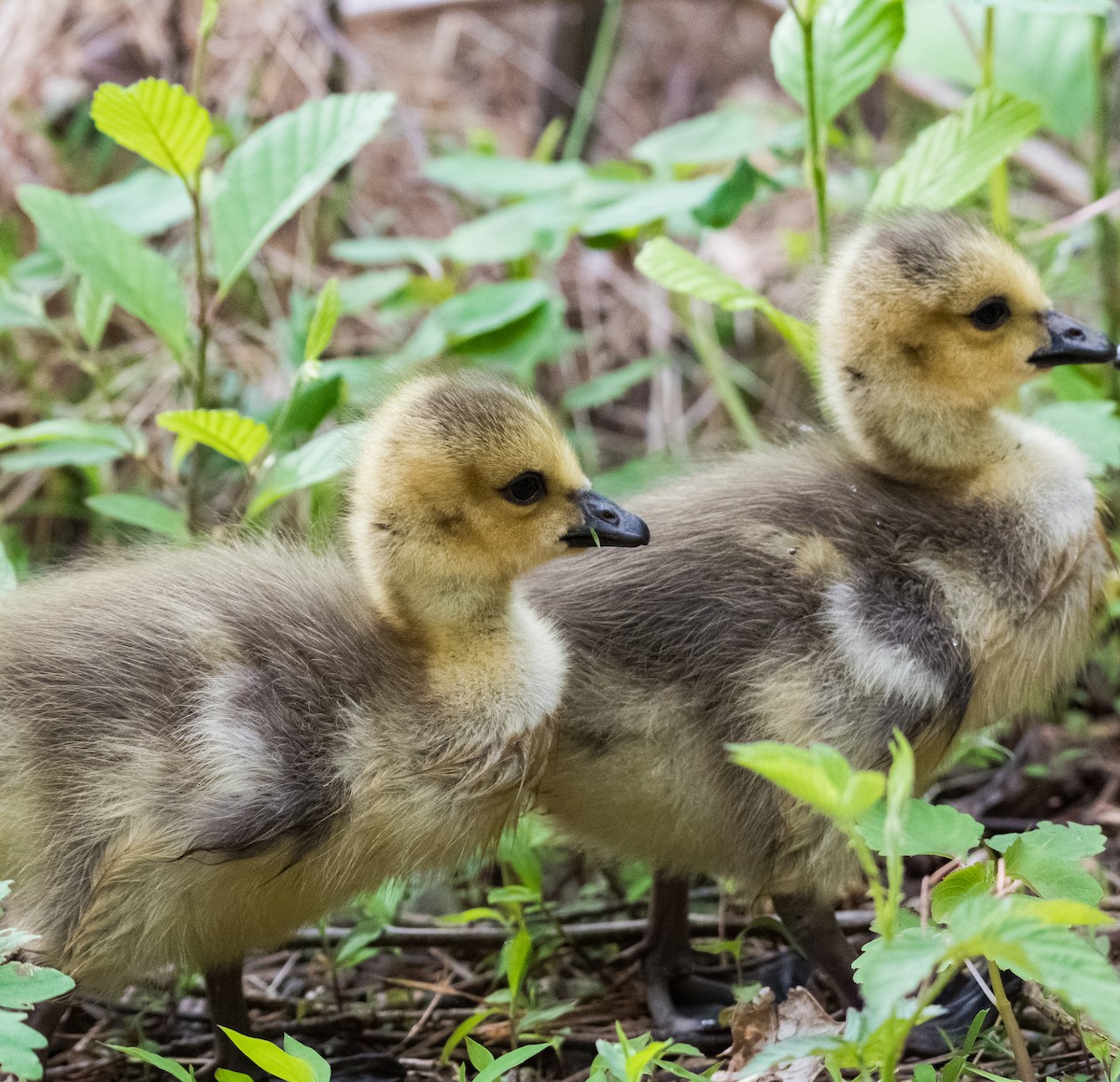 Canada Goose - ML435366781