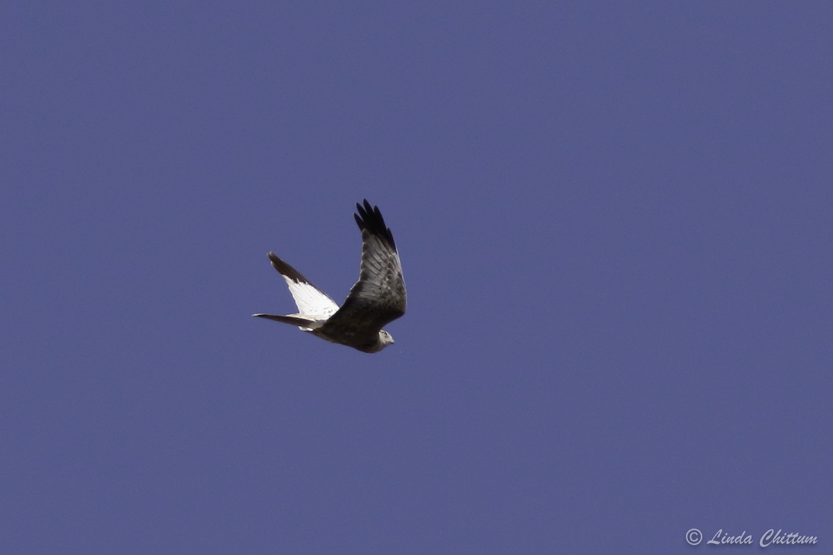 Northern Harrier - Linda Chittum