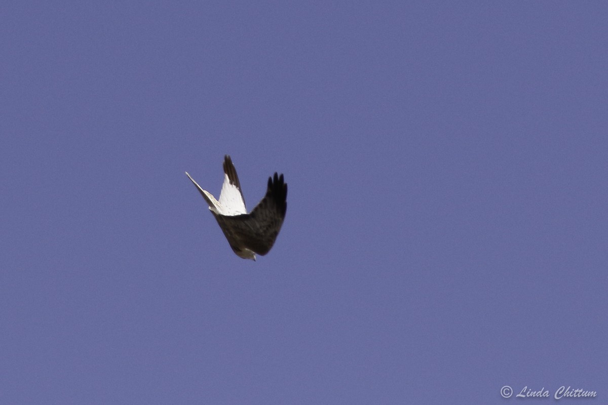 Northern Harrier - Linda Chittum