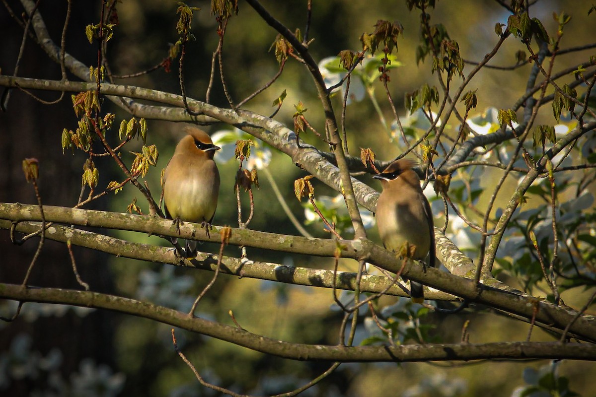 Cedar Waxwing - ML435367141