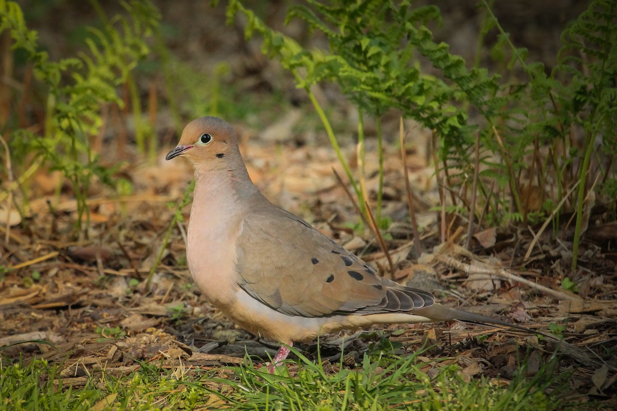 Mourning Dove - ML435367311