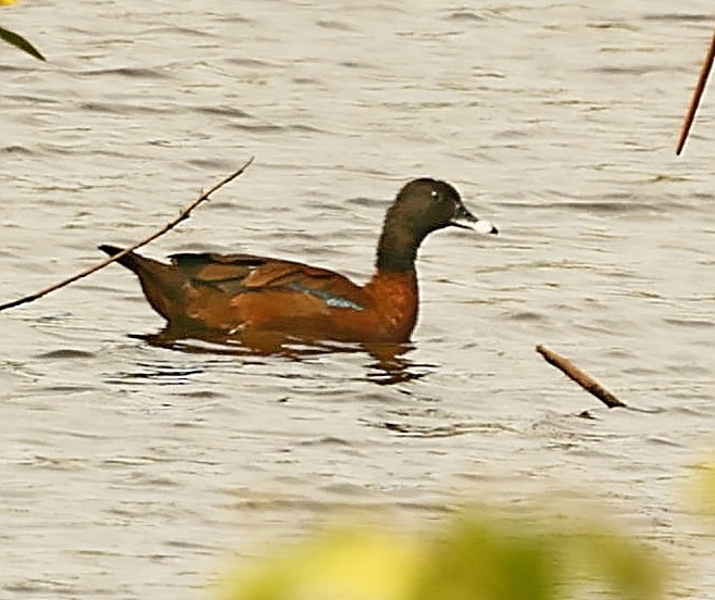 Hartlaub's Duck - ML435368351