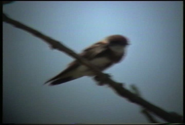 Bank Swallow - ML435369