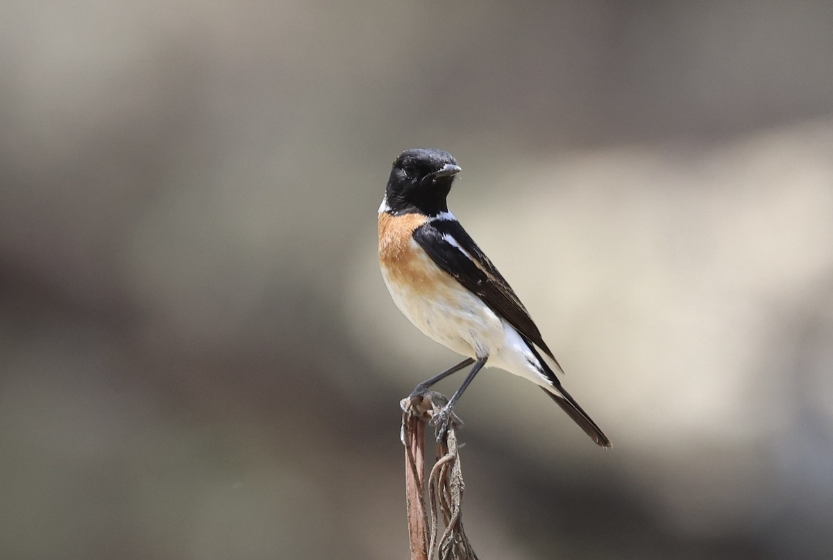 Saxicola sp. - ML435370591
