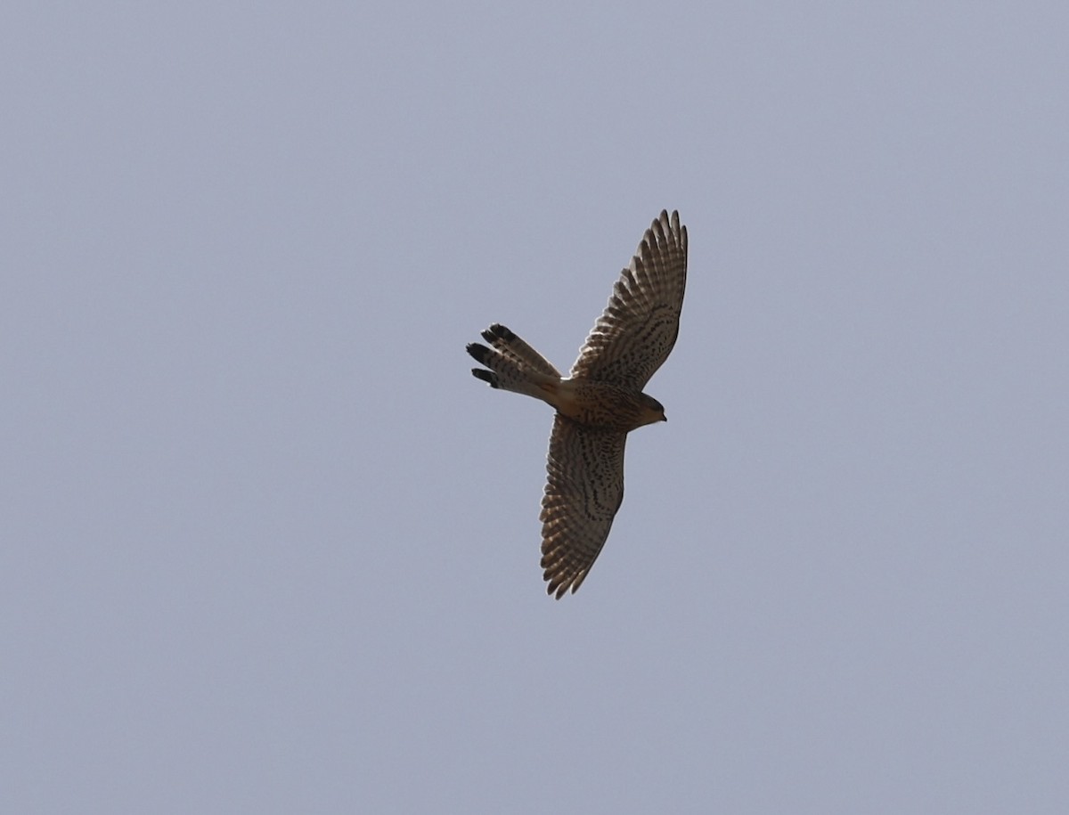 tårnfalk - ML435370641