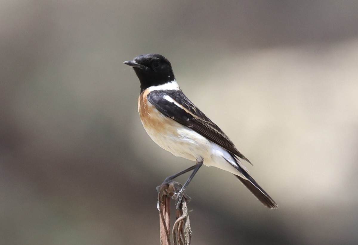 Saxicola sp. - Ted Burkett