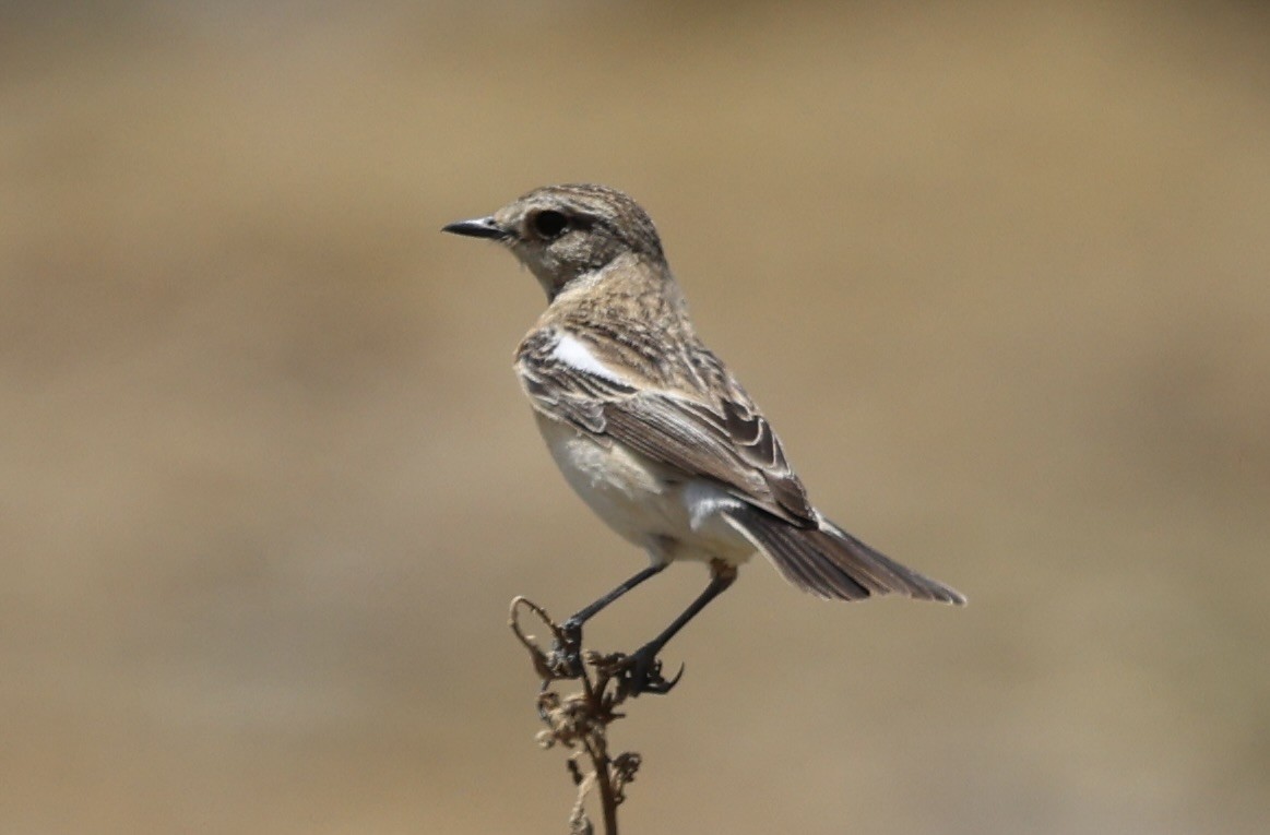 Saxicola sp. - ML435370761