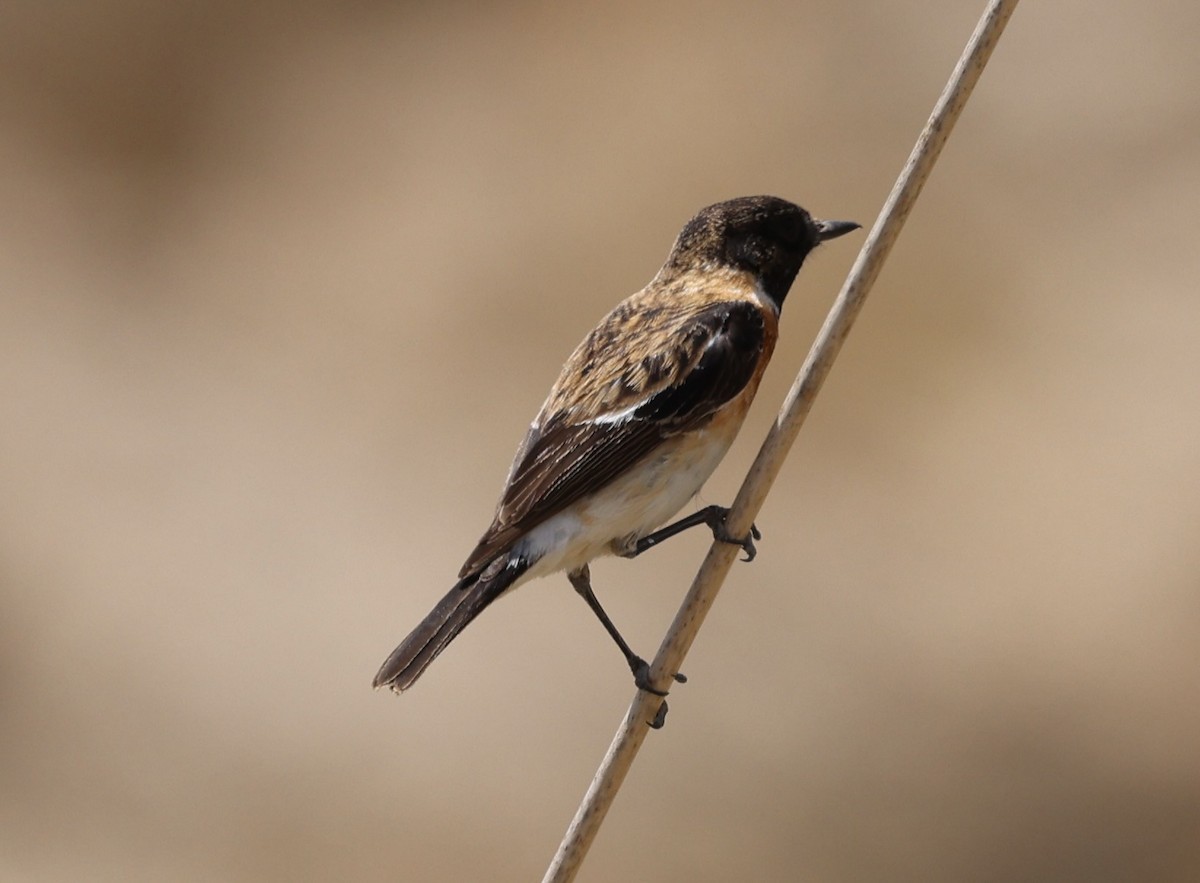 Saxicola sp. - ML435370791