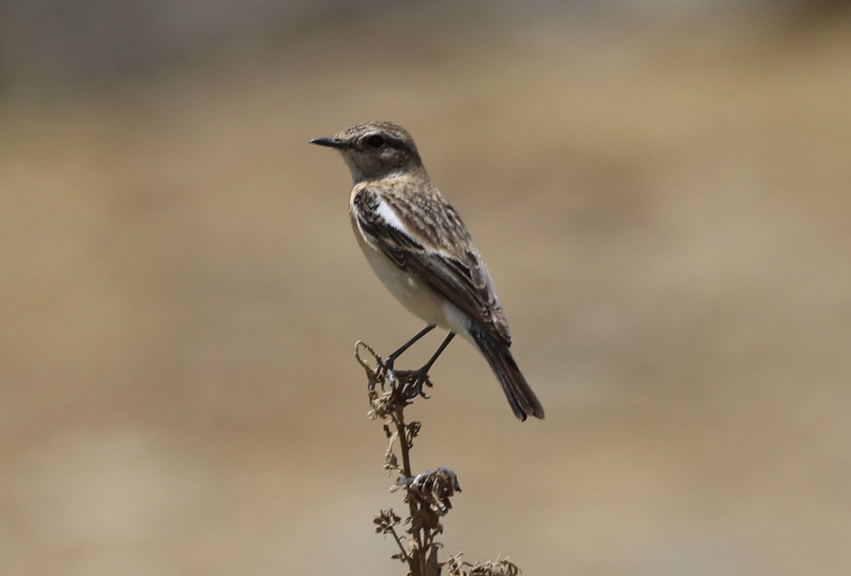 Saxicola sp. - ML435370841