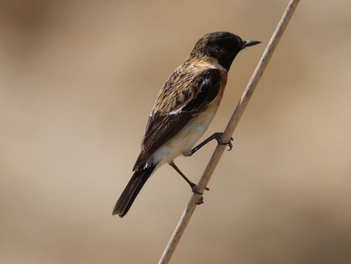 Saxicola sp. - ML435370871