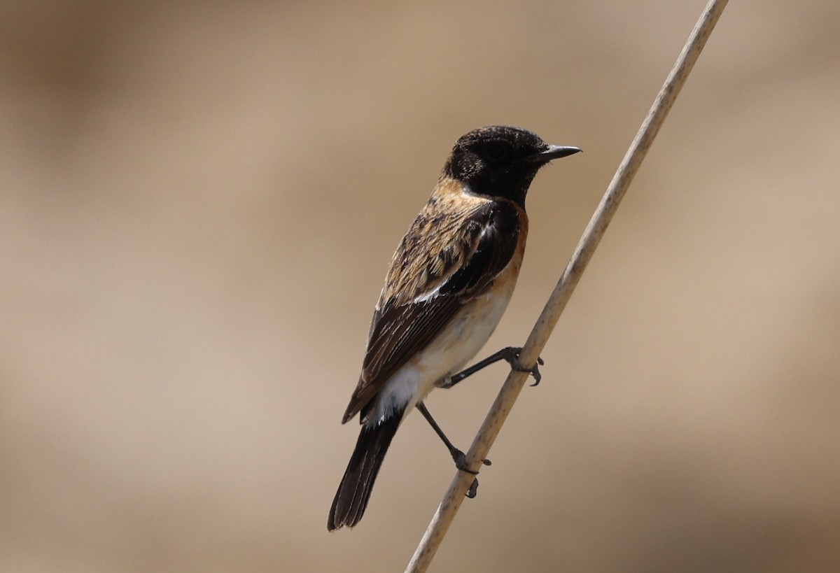 Saxicola sp. - ML435370881