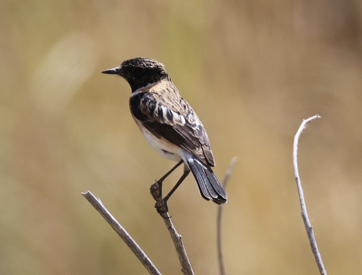 Saxicola sp. - ML435371341