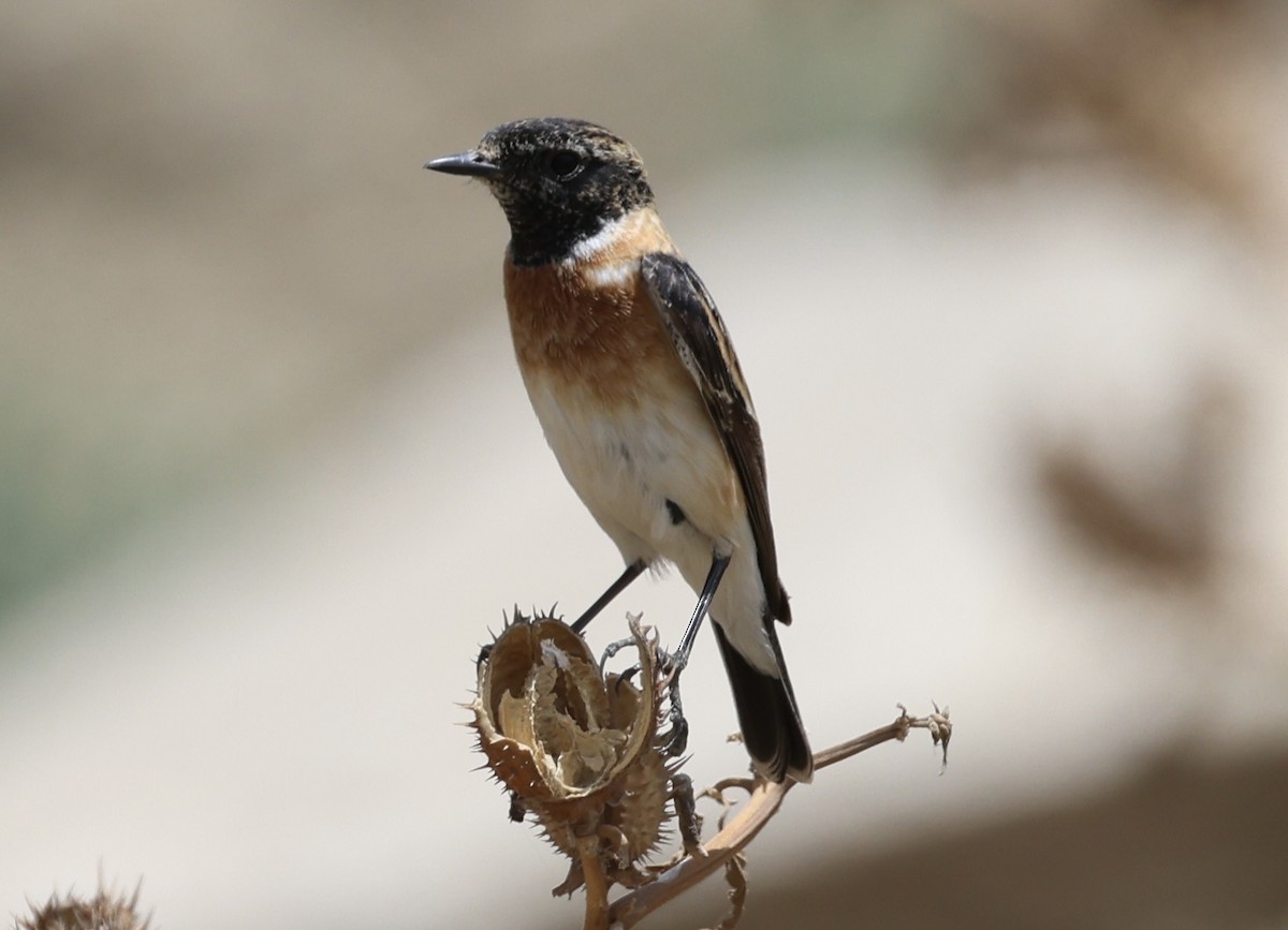 Saxicola sp. - ML435371361