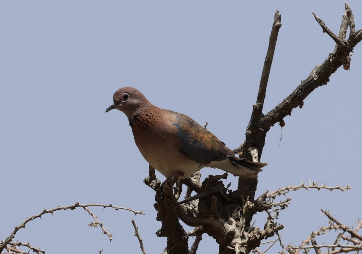 palmedue - ML435371421