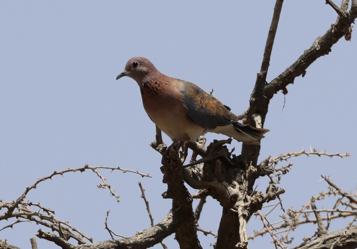 palmedue - ML435371451