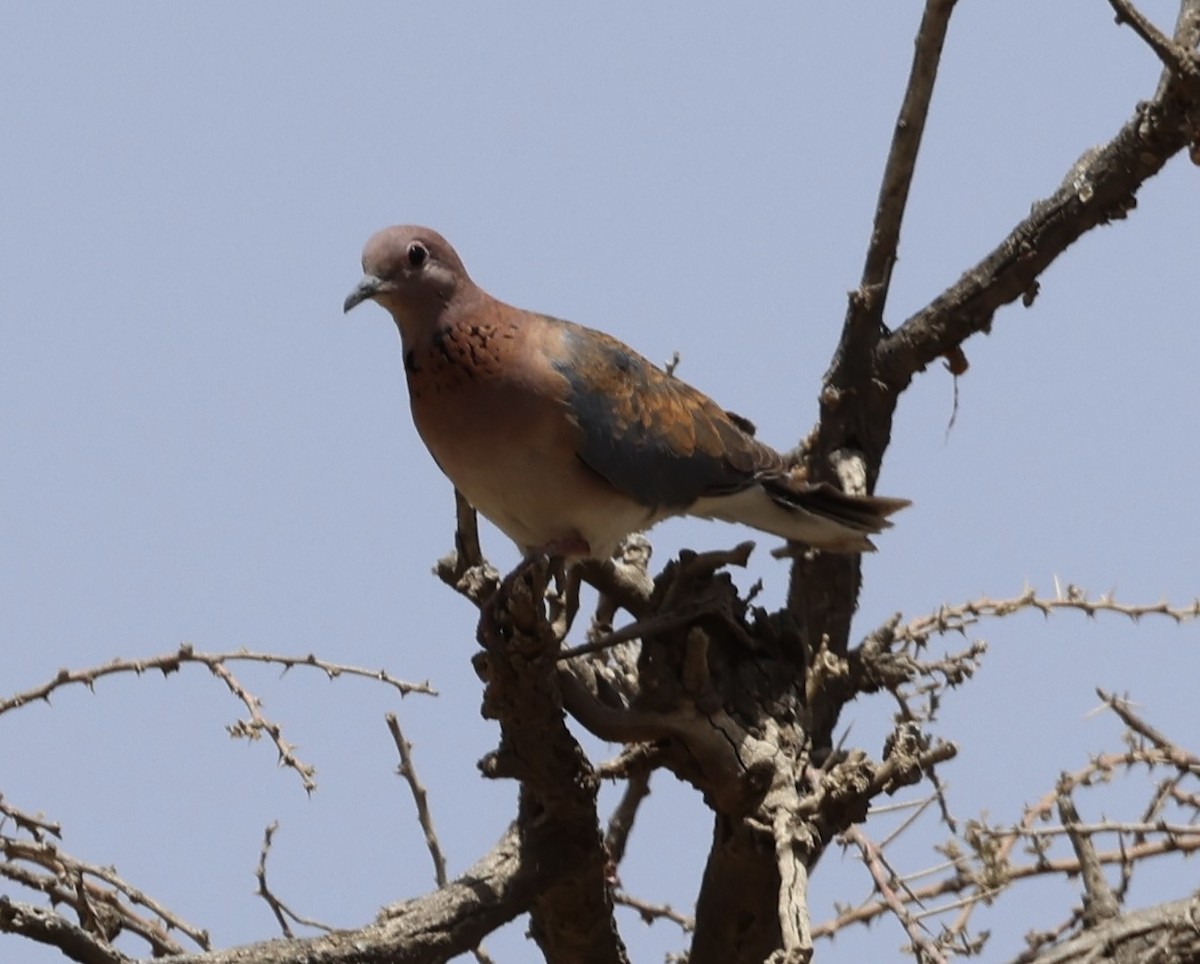 palmedue - ML435371461