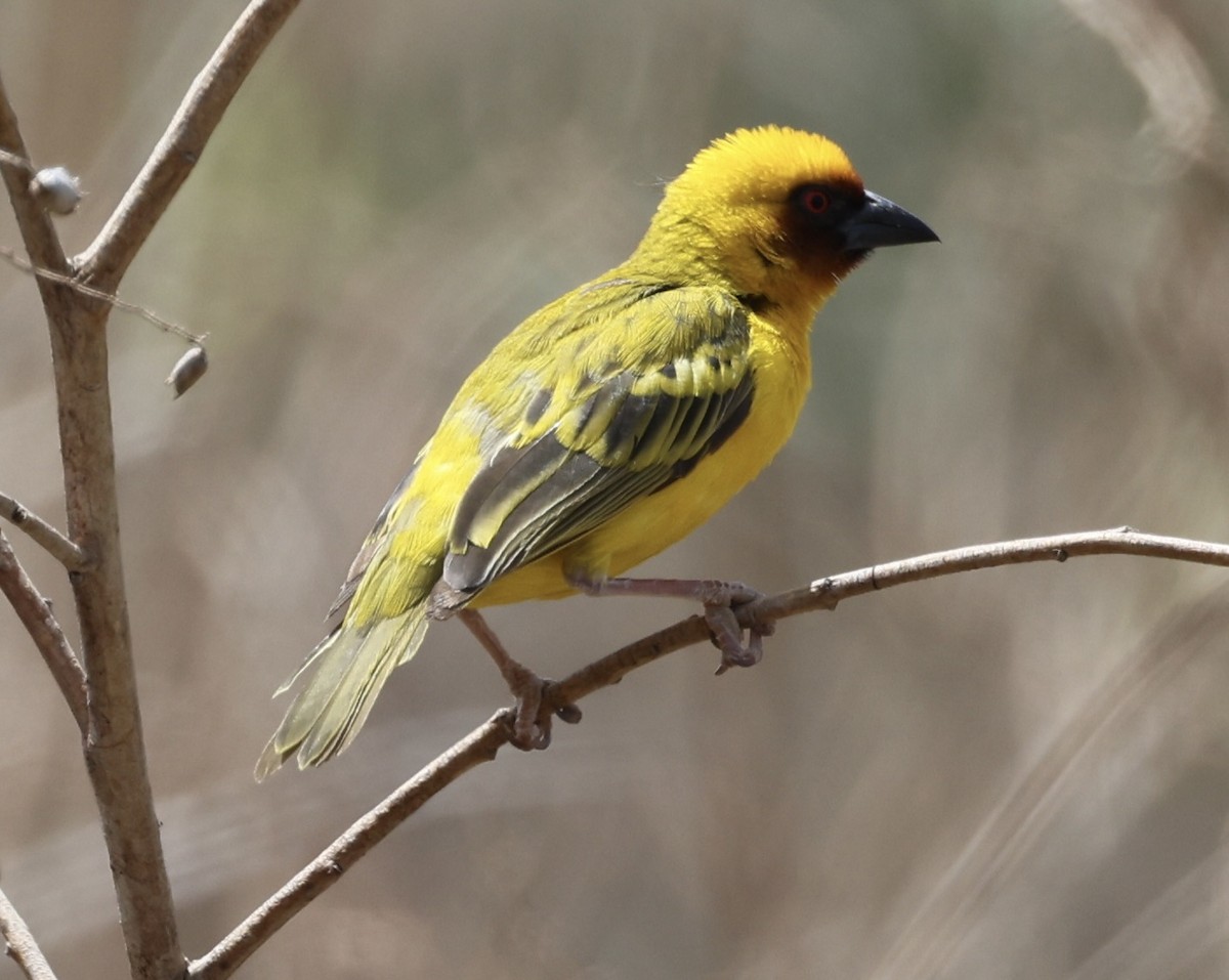 brunmaskevever - ML435371491